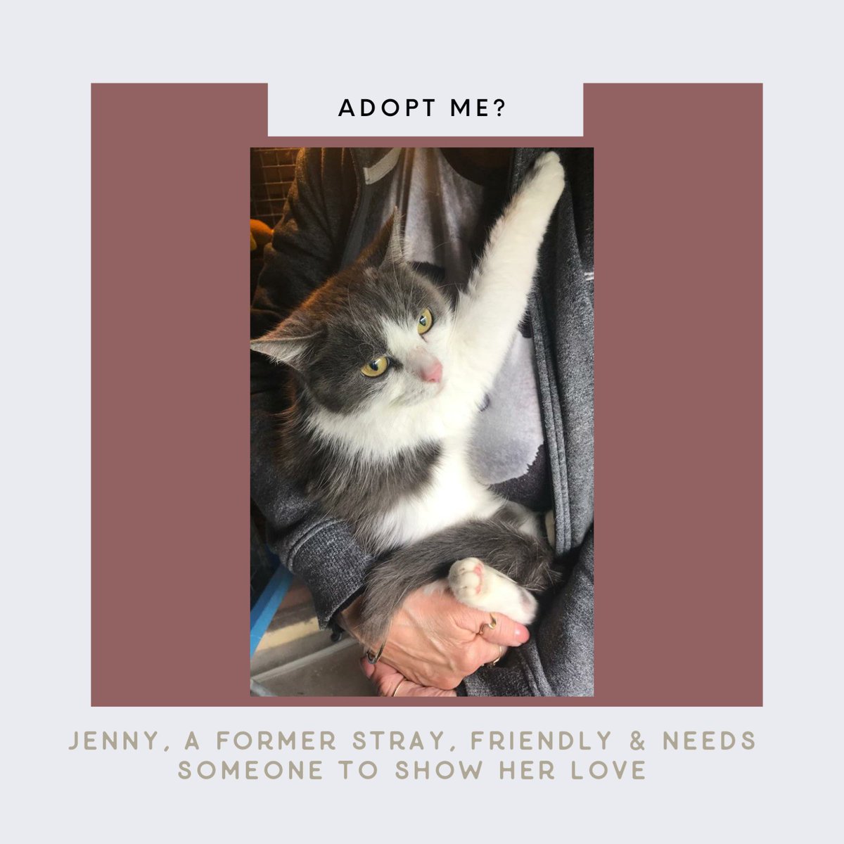Clentviewrescue's tweet photo. Jenny is now on the website
Could she find what she is looking for with you?
#LookingForLove #cats #AdoptDontShop #OnceAStray https://t.co/HqoLXQZVpE