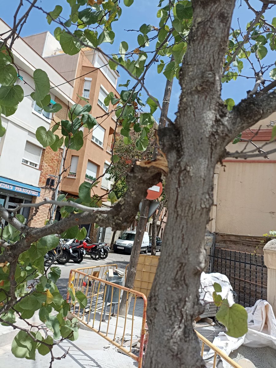 SalvadorClavera's tweet photo. Esperem que @scgramenet demani a l’empresa #servial, encarregada de les obres al carrer de la Mercè que es faci càrrec del trencament de branques en l’arbre situat a la cantonada Mercè-Joan Ràfols https://t.co/8YFntAPAKM