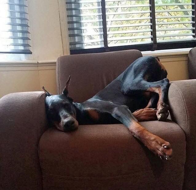 trop à l'aise lui aussi.