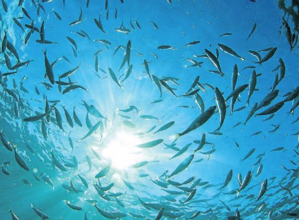 LMPositif's tweet image. 🌊 Quatre pays : le Costa Rica, le Panama, l'Equateur et la Colombie se sont alliés pour créer "l'autoroute de Némo", un couloir de circulation marine de plusieurs milliers de kilomètres qui protège les animaux marins de l'activité humaine et de la pêche ! 👏 (France info)