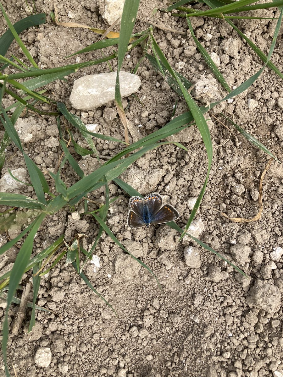 Bit of a wildlife morning today. On one farm we spotted green fritillary butterfly, common blue butterfly, barn owl chick and best of all stone curlews!!! Didn’t manage to photograph everything.
