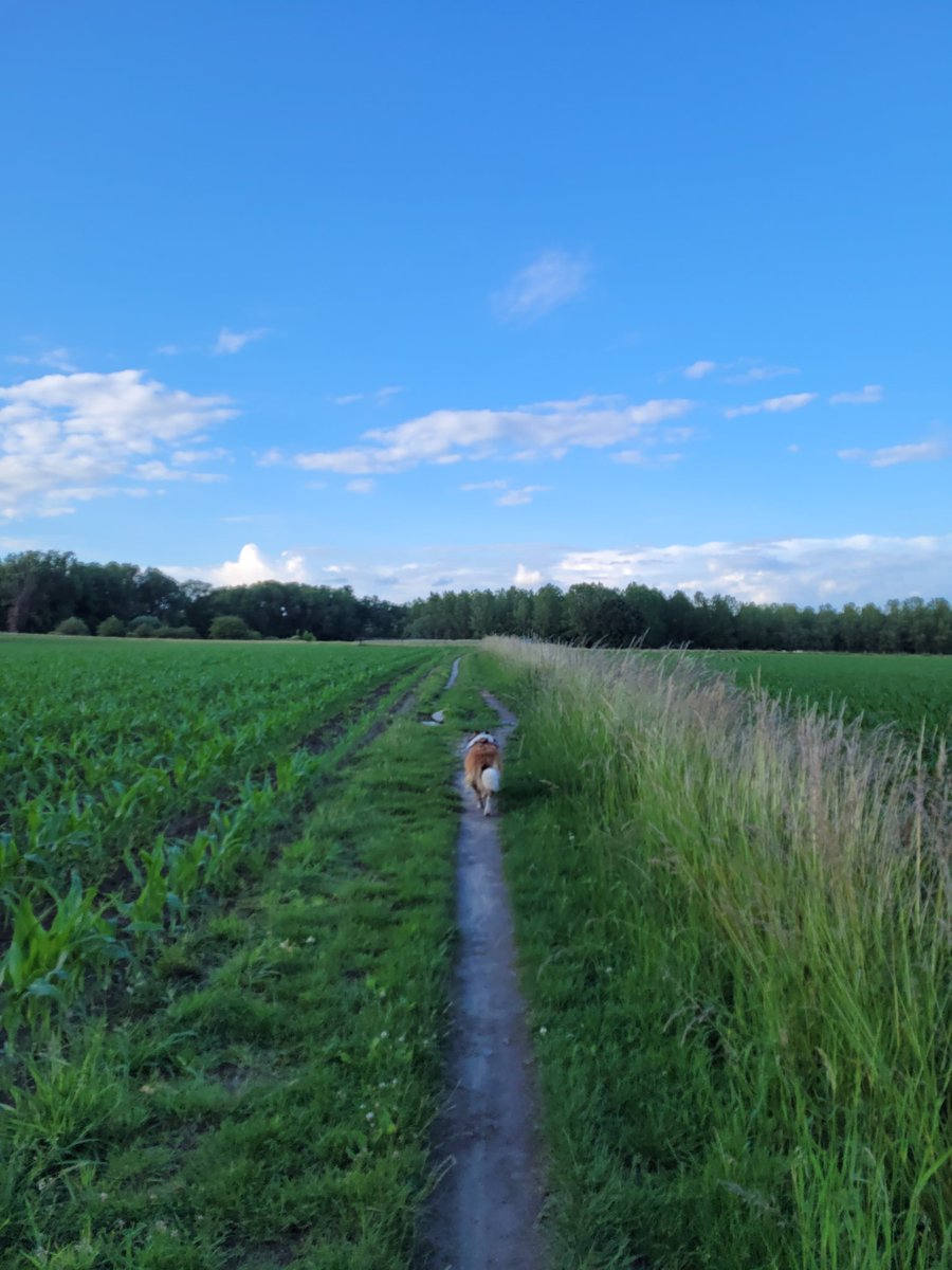 Terug aan de slag, op weg naar een doel dat nog niet gekend is ... .  Gisteren opnieuw begonnen met een canitrail met Jutta, 8km fun!  strava.app.link/WJANHLCuIqb