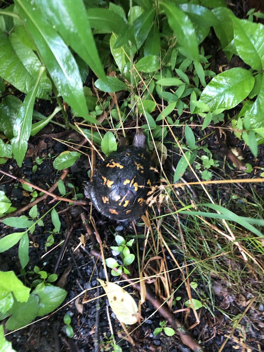 TFH721's tweet photo. Well at least my mind is working enough to see this little guy was not in a safe place with maniac truckers flying around. #stopforturtles #helpturtlescrossroads https://t.co/jLLp09SGTB
