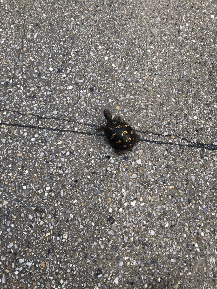 TFH721's tweet photo. Well at least my mind is working enough to see this little guy was not in a safe place with maniac truckers flying around. #stopforturtles #helpturtlescrossroads https://t.co/jLLp09SGTB