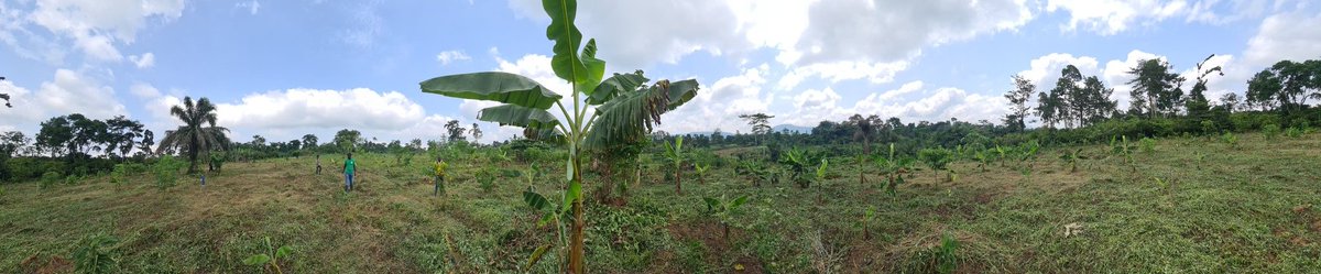 CocoaKrachie's tweet photo. Farm Visits. #ClimateSmartCocoa #SustainableAgriculture https://t.co/uU8dLtzBva