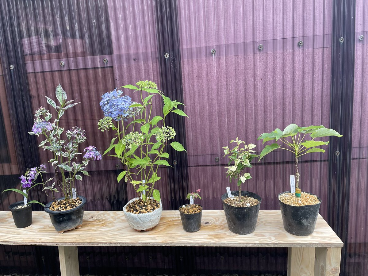 久しぶりのTwitter😂
相変わらずもるずは皆元気！
最近は山野草や盆栽に
沼ってます(￣▽￣)
みそちゃんに見られたら
全部食べられちゃう😭w