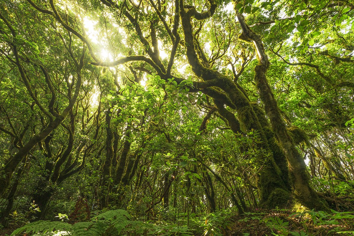 Con niebla o con sol Anaga (Tenerife) es siempre un bosque increíble.