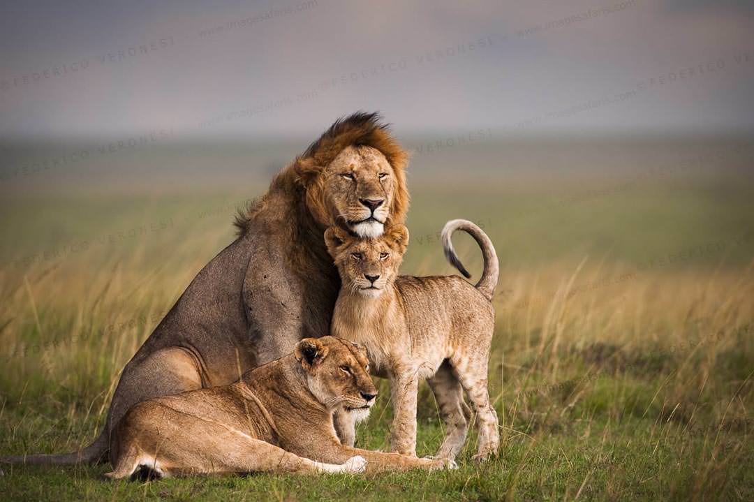 BontelSafaris's tweet photo. Tag your squad for the Wildebeest migration season in Maasai Mara😍
For bookings call/whatsapp:0718394456 Email:deals@bonteladventures.com/info@bonteladventures.com 
#LetsGoAdventure #TembeaKenya #magicalkenya #KenyaKwetu #travel #adventure #wildlife https://t.co/xU507bQSHo