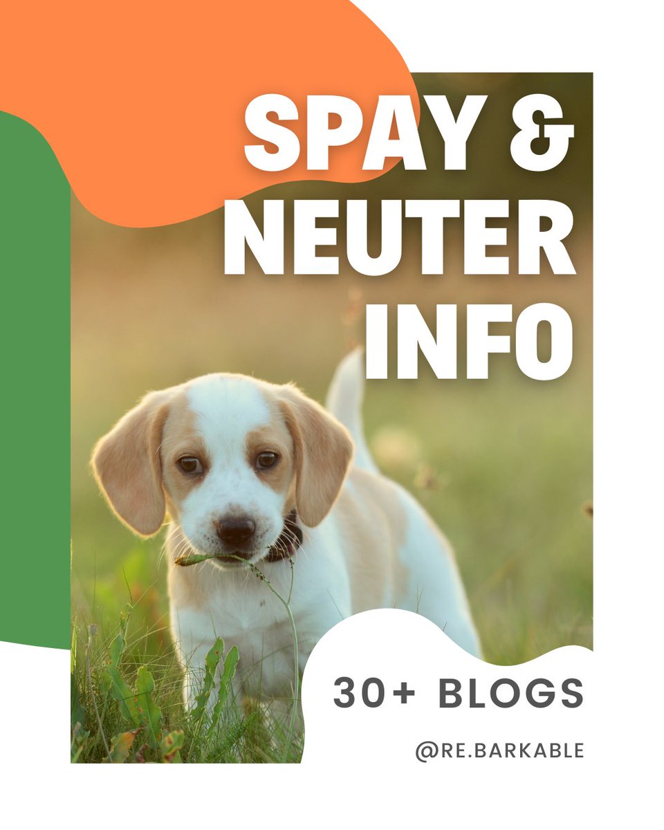 I cover a lot of info in here, honestly. 

Why? Because it's one of those problematic bits of raising a dog.

Sometimes even your vet isn't up to date on the most recent info! 

So, I've done that for you. 

#dogsoftwitter

rebarkable.com/spay-neuter-in…