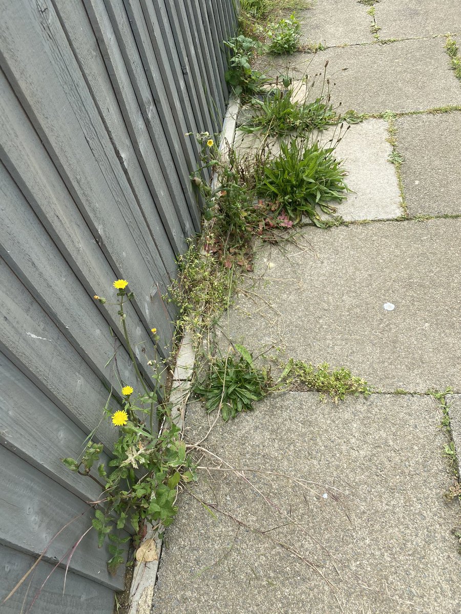 bletchley_mk's tweet photo. We request the respective councillors of @MKLabourParty  @MKConservatives and the chief exec @MichaelRBracey to shed some light on why people of Bletchley especially of Water Eaton are discriminated against? We pay our council tax too and yet most of our streets look like this... https://t.co/HsgiqnXzFp