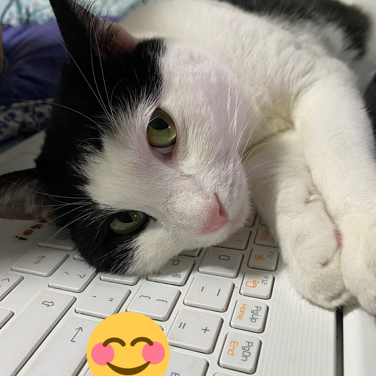 사랑스러운 우리 보름이
노트북만 있으면 냅다 누워버리는 보름이ㅋㅋ