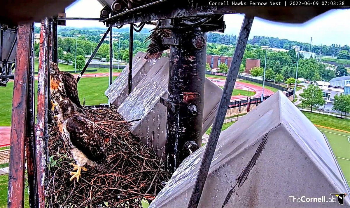 CornellHawks tweet picture