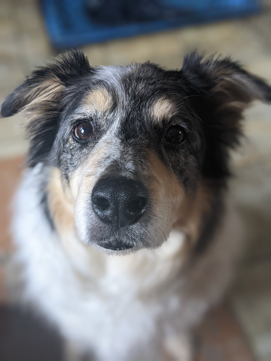 weemitsu's tweet photo. Happy 10th birthday to my best friend! 🥺💕 You make my heart so full everyday!
#dogsoftwitter #puppy #floofy https://t.co/z9uvtMxOYV