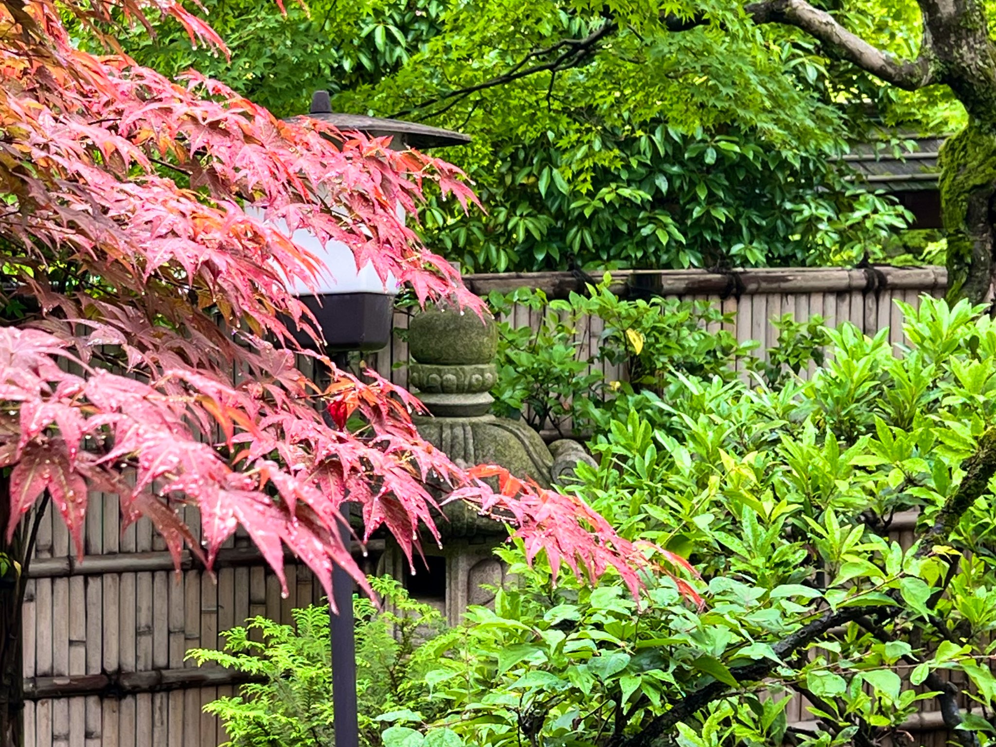 公式 葛飾区山本亭 梅雨 ですね 雨の日が続いて気分が塞ぎやすいでしょうか 束の間の晴れ間がありがたく感じます 雨上がりは木の葉に雨粒がキラキラ残っていてきれいです 紫陽花も各地で美しく咲き始めました 楽しいことを見つけたり 美しい