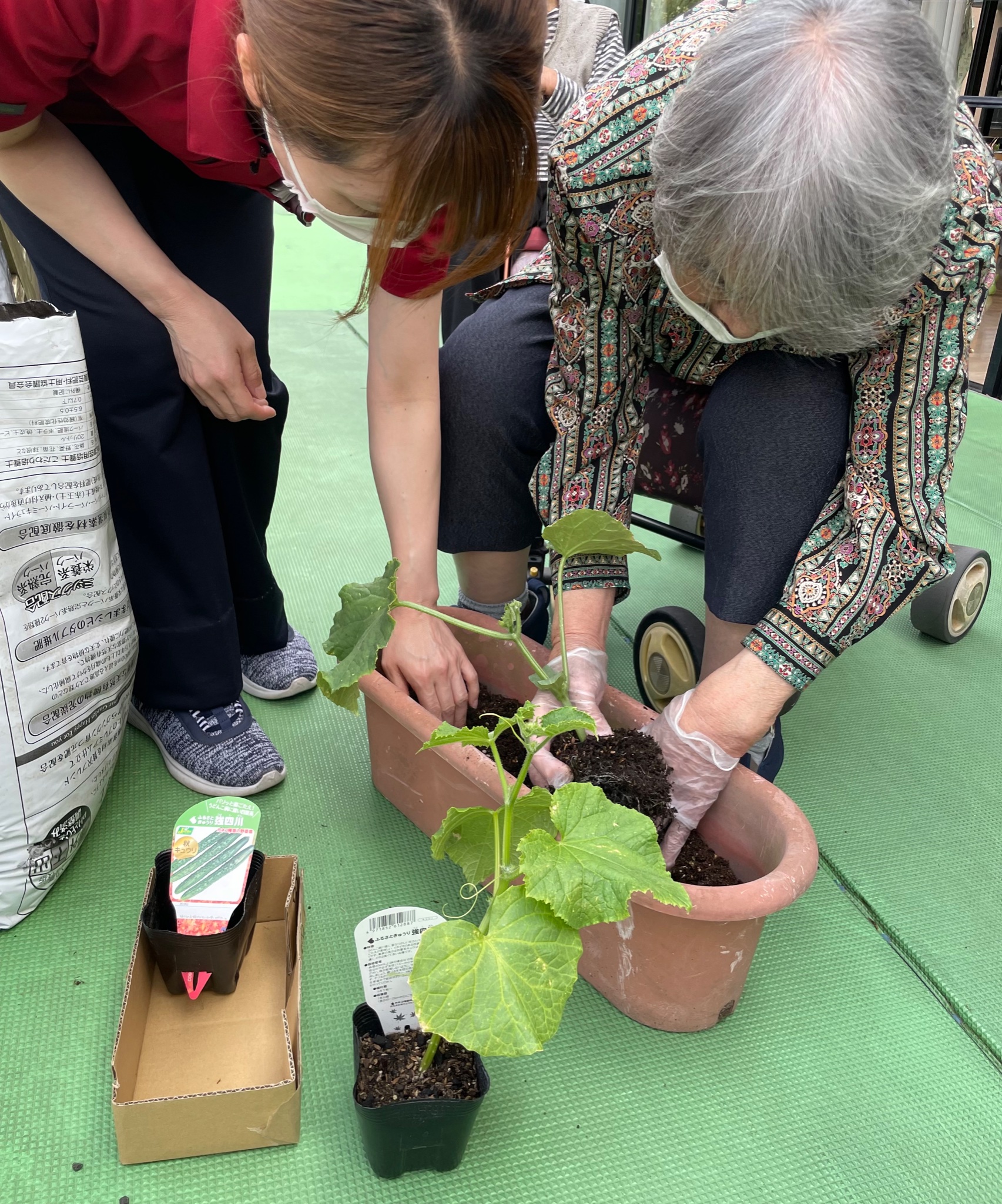 تويتر ﾃﾞｲｻｰﾋﾞｽｾﾝﾀｰふれあい 医療法人社団 仁泉会 على تويتر きゅうりの苗植えを行いました 丁寧に丁寧に土をかけて 水をあげて 最後に じゃあねぇ 大きくなりよー と声をかけて完成です すくすくと育ちますように デイサービスふれあい きゅうり