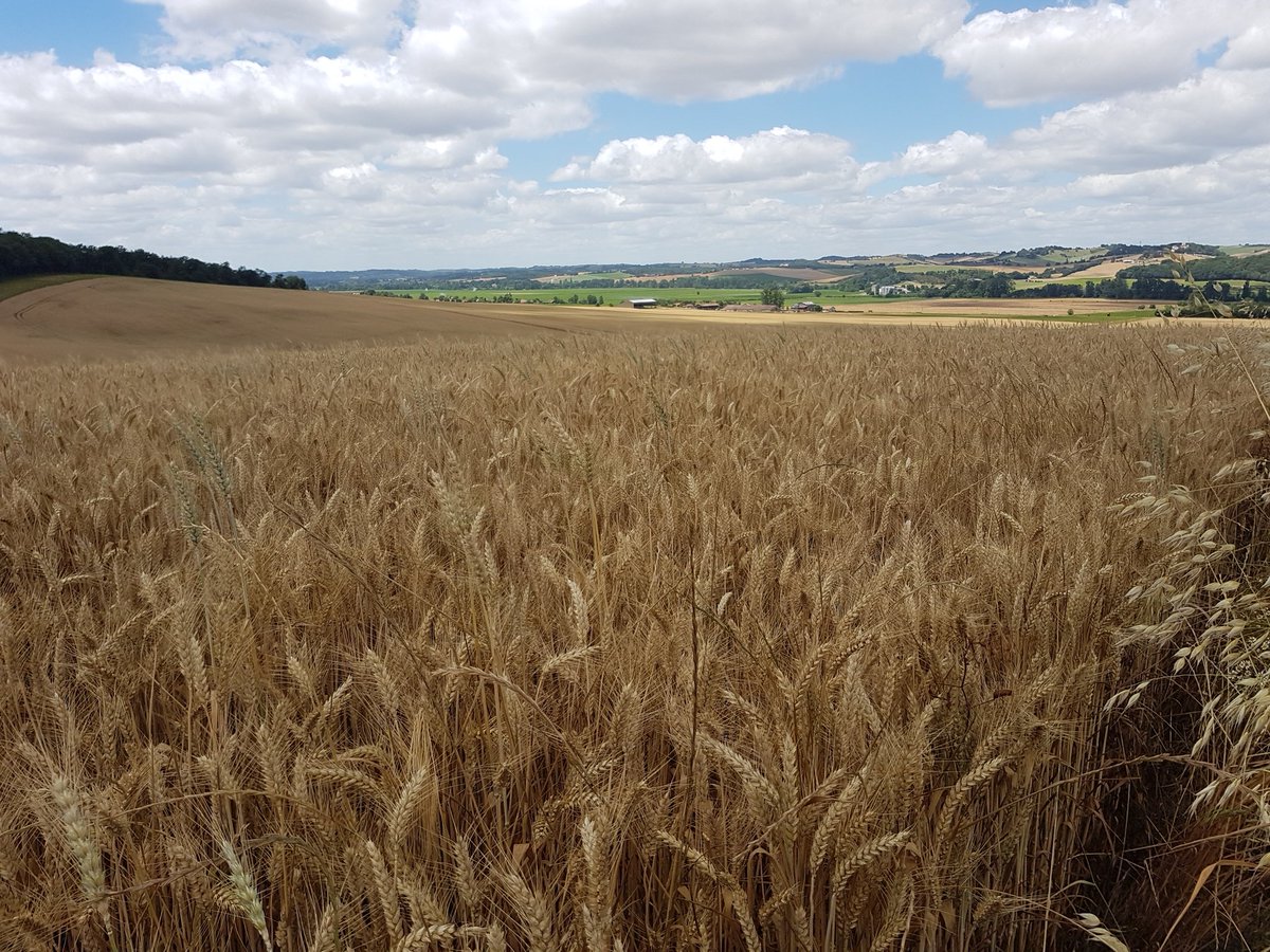 La moisson arrive 🌾🌾🌾🌾