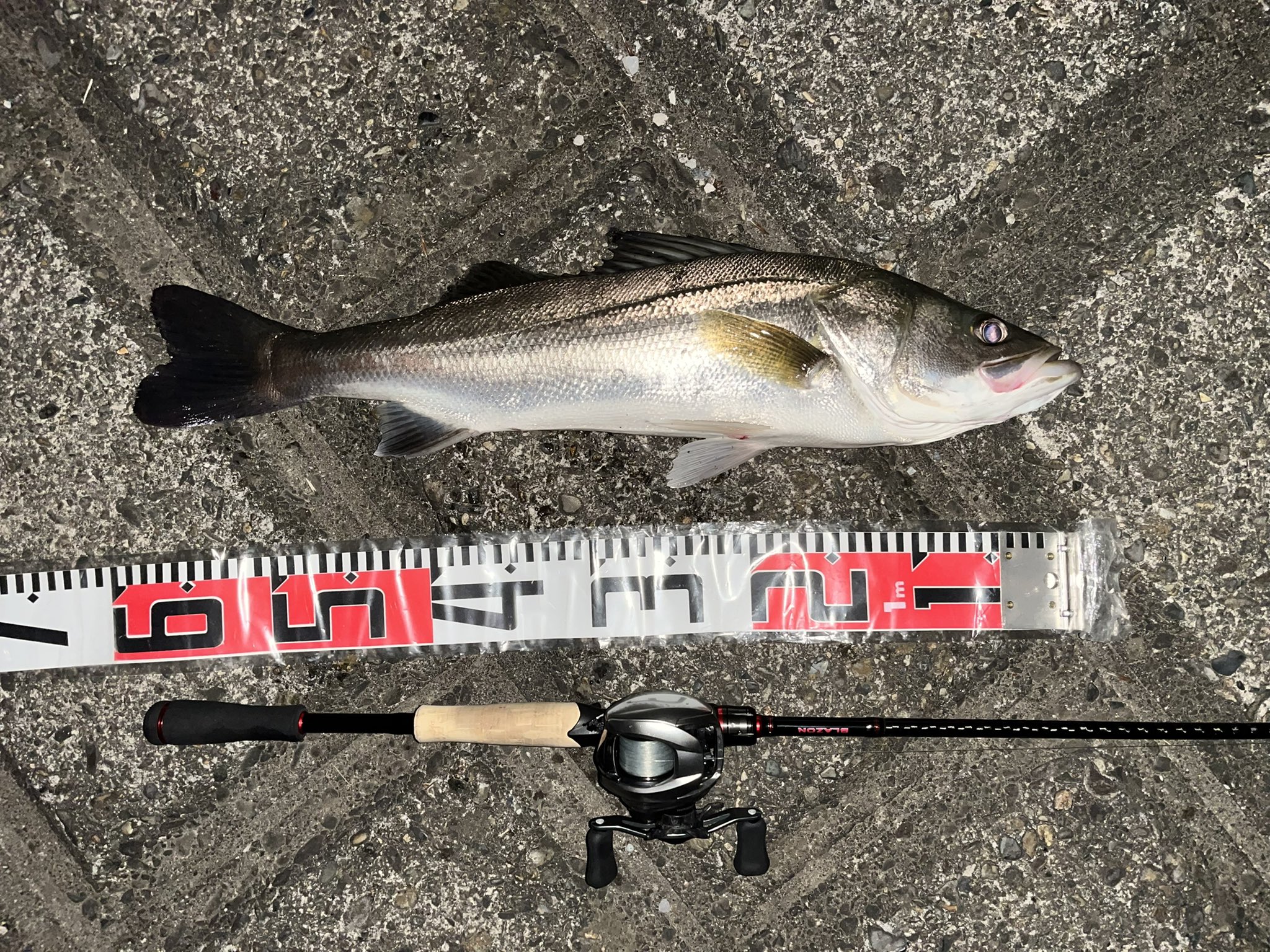 Tomoyan まさかの60cm 元気なシーバスでした 水門でバシャバシャやっていたので Cb 50を投入してみたら 明暗の境目でヒット 両方狙っていたので一応 外道ではない と言う事で 笑 水温19度 水位はタイル2枚分でした バス釣り シーバス