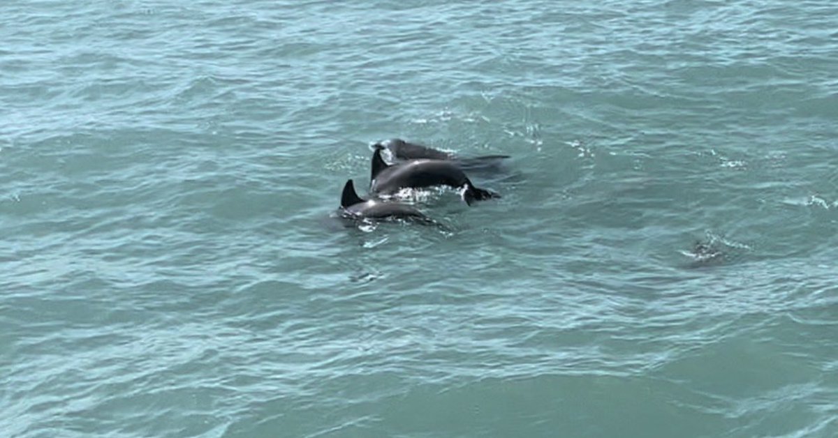 tours_isla's tweet photo. #spi #sopadre #spichamber #smallbusiness #southpadreisland #dolphinwatching  #spidolphinwatch #southpadreislandtx#spidolphincruise
#dolphinwatchingspi
# dolphincruisespi #familyvaca #familyvacation 956.761.4752 https://t.co/KudBCF9qh2