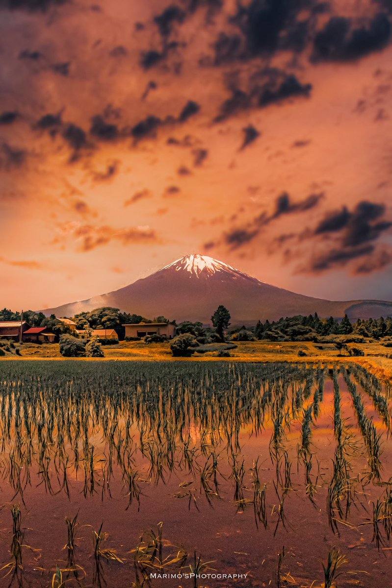 夕暮田圃の逆さ富士