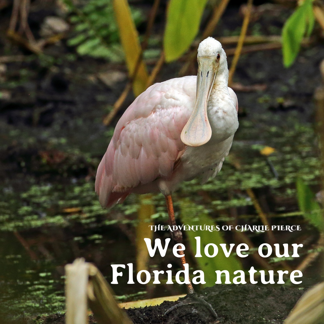 Did you know that the Roseate Spoonbill can be found in our Florida Everglades? This beautiful, bright pink bird loves to forage in shallow fresh or saltwater! #FloridaNature