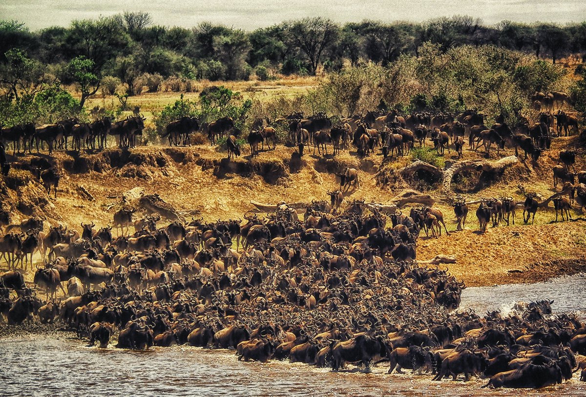 trekktours's tweet photo. maasai mara #migration2022 https://t.co/hKFFBr9GJW