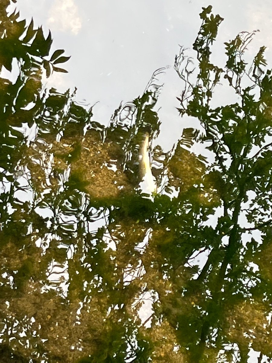 joeneville2010's tweet photo. Terrible to see the fish kill in Leixlip last night on the river Rye. So unnecessary. The pictures taken here shows the impact well down stream at the Ryevale nursing home. Seems like hundreds of fish dead from initial feedback. https://t.co/txeSm1R8nD