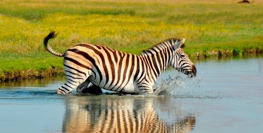 Stand with Ukraine tweet media