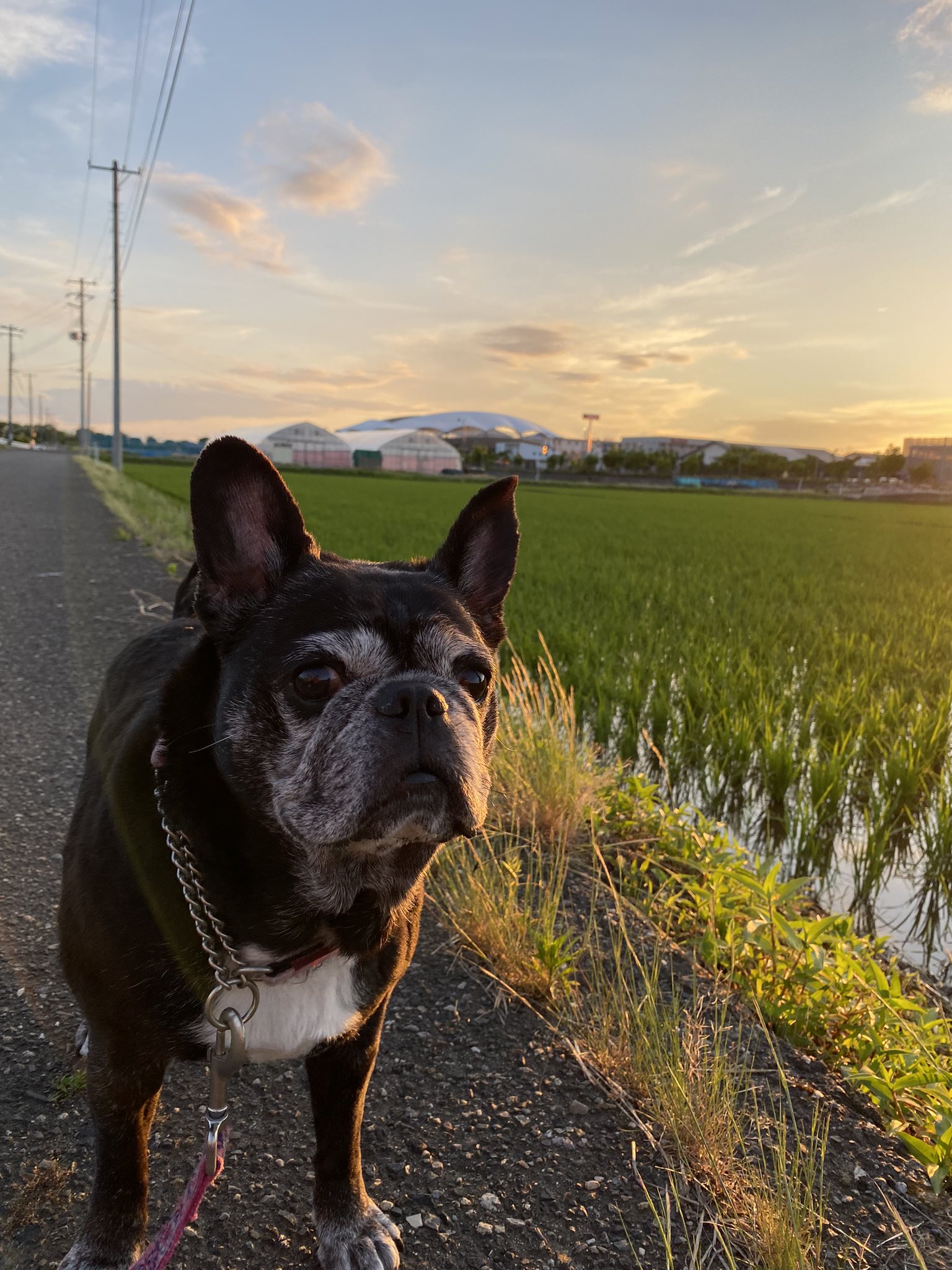 フレパグ - Search / X