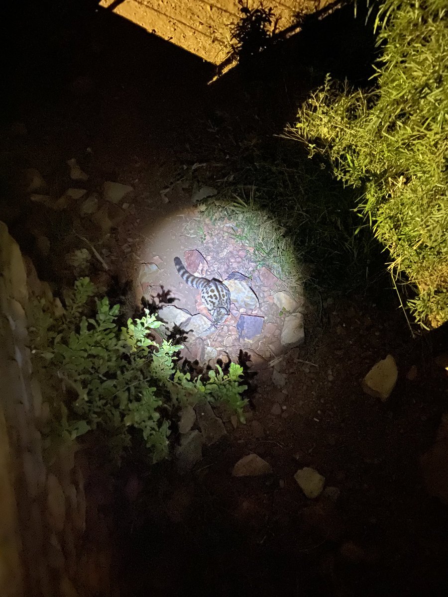 DenzilTaylor's tweet photo. #LastNightThings at the house in the bush https://t.co/X4ekFKruWY