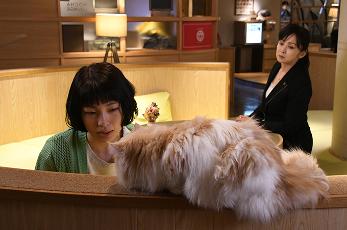 telasa_jp's tweet photo. 『警視庁 #捜査一課長』第9話 配信開始⚡️

“猫耳カチューシャ"を手にした男性遺体が!
容疑者はネコになりたかった女!?
一課長の愛猫・あずきもホシをあげる!
奇跡の≪猫回≫!?

https://t.co/rV34llf2DL
過去全シリーズ配信中❗️

@sosaichikacho 
#内藤剛志 https://t.co/6drEqmZQMm