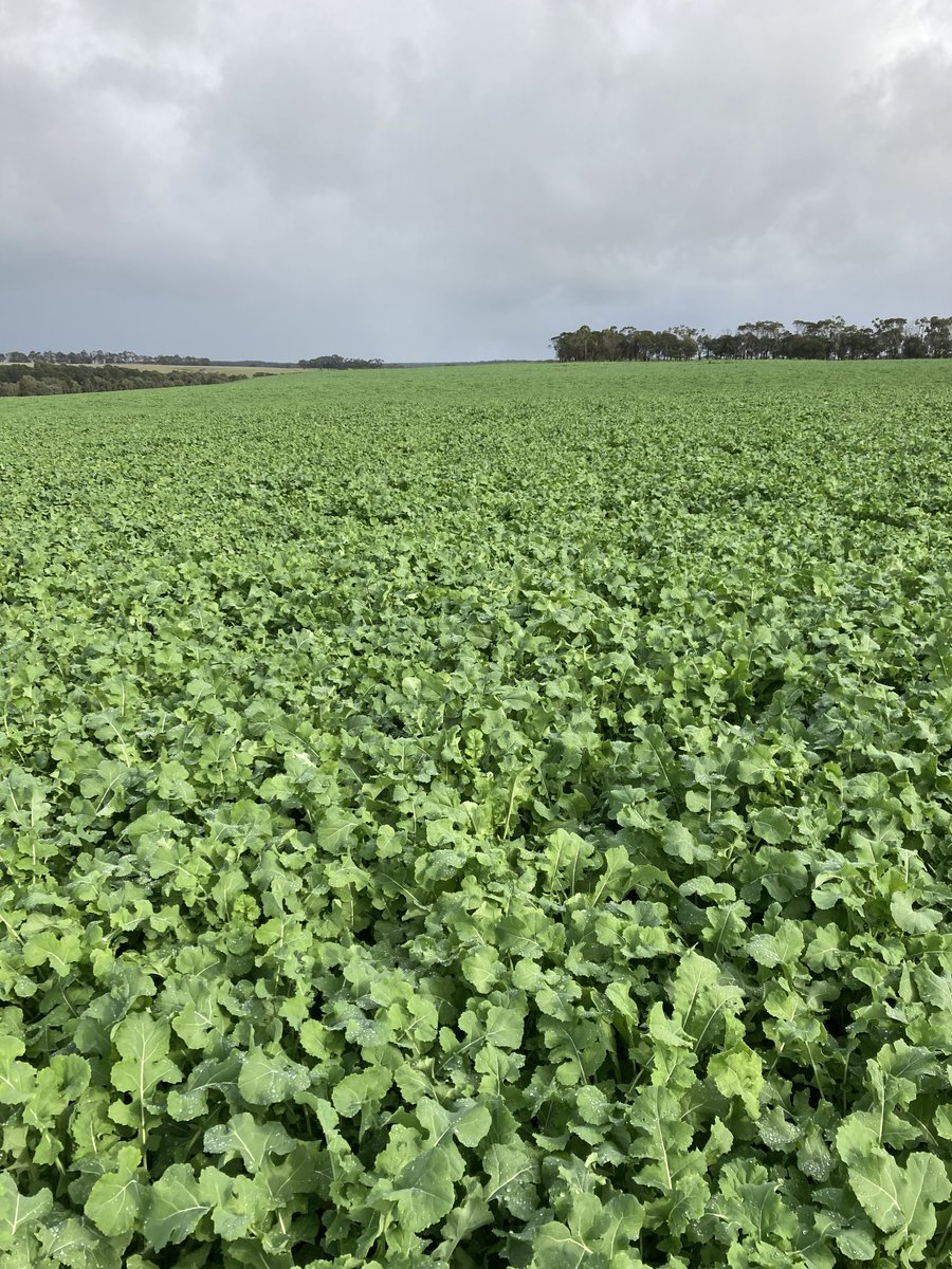 Ag Diagnostics tweet media