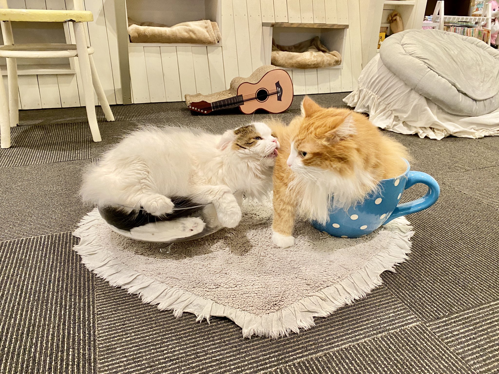 猫カフェ 猫家 川越店 埼玉 氷あずき 始めました 氷マンゴー も始めました いただきますペロリ えっ T Co Zf0qua6u69 Twitter
