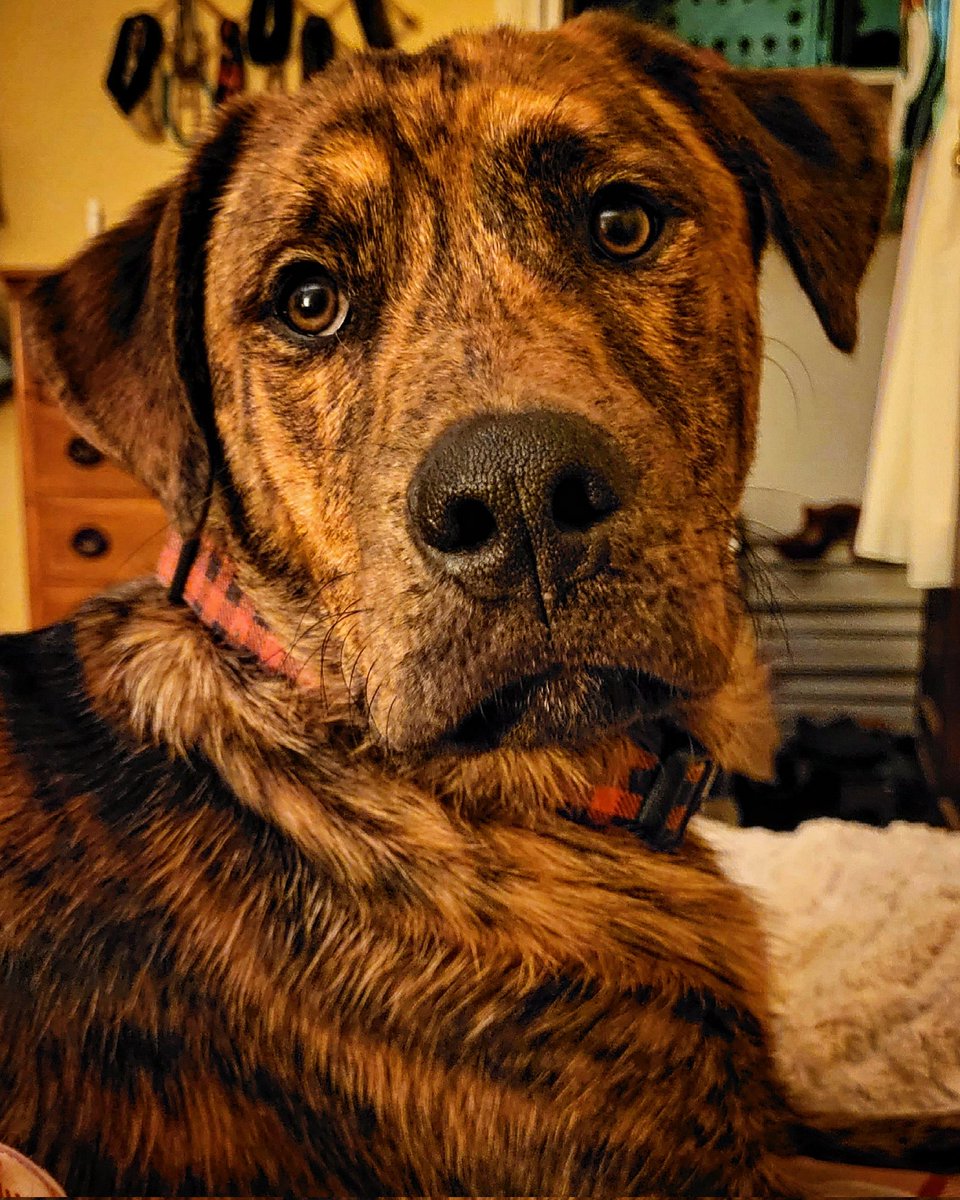 MyLaundryStinks's tweet photo. THIS. BOY.
#dogs #harleyquinnsonofdavid #myboy #plothound #plottshound #harleyarleyoctopus https://t.co/npI6w47YvL