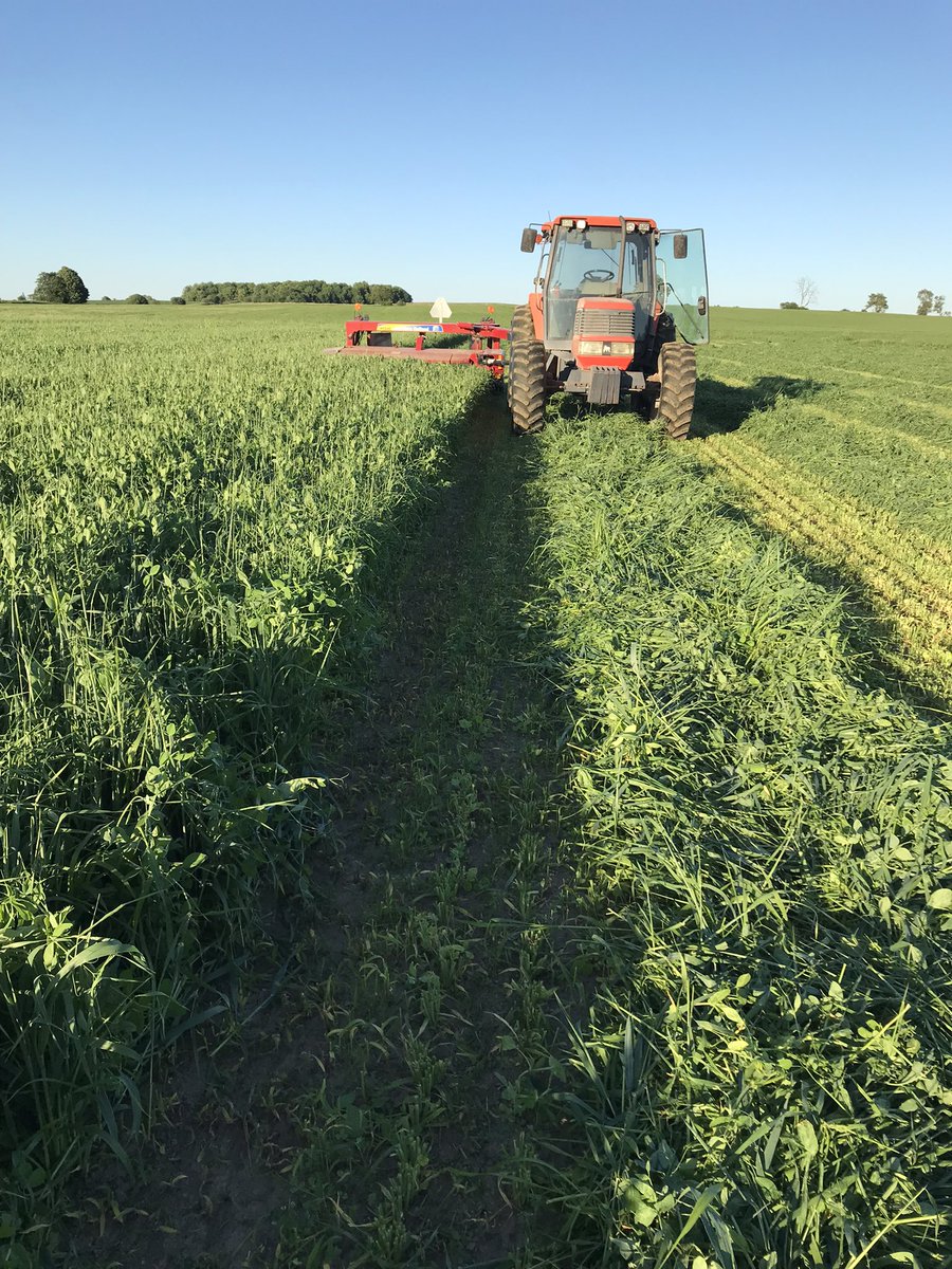 mjmonoakfarms's tweet photo. Great crop of new seeding cut tonight. Barley peas and triticale under seeded with 80% alfalfa 20% grass. https://t.co/5KE0tgKvG1