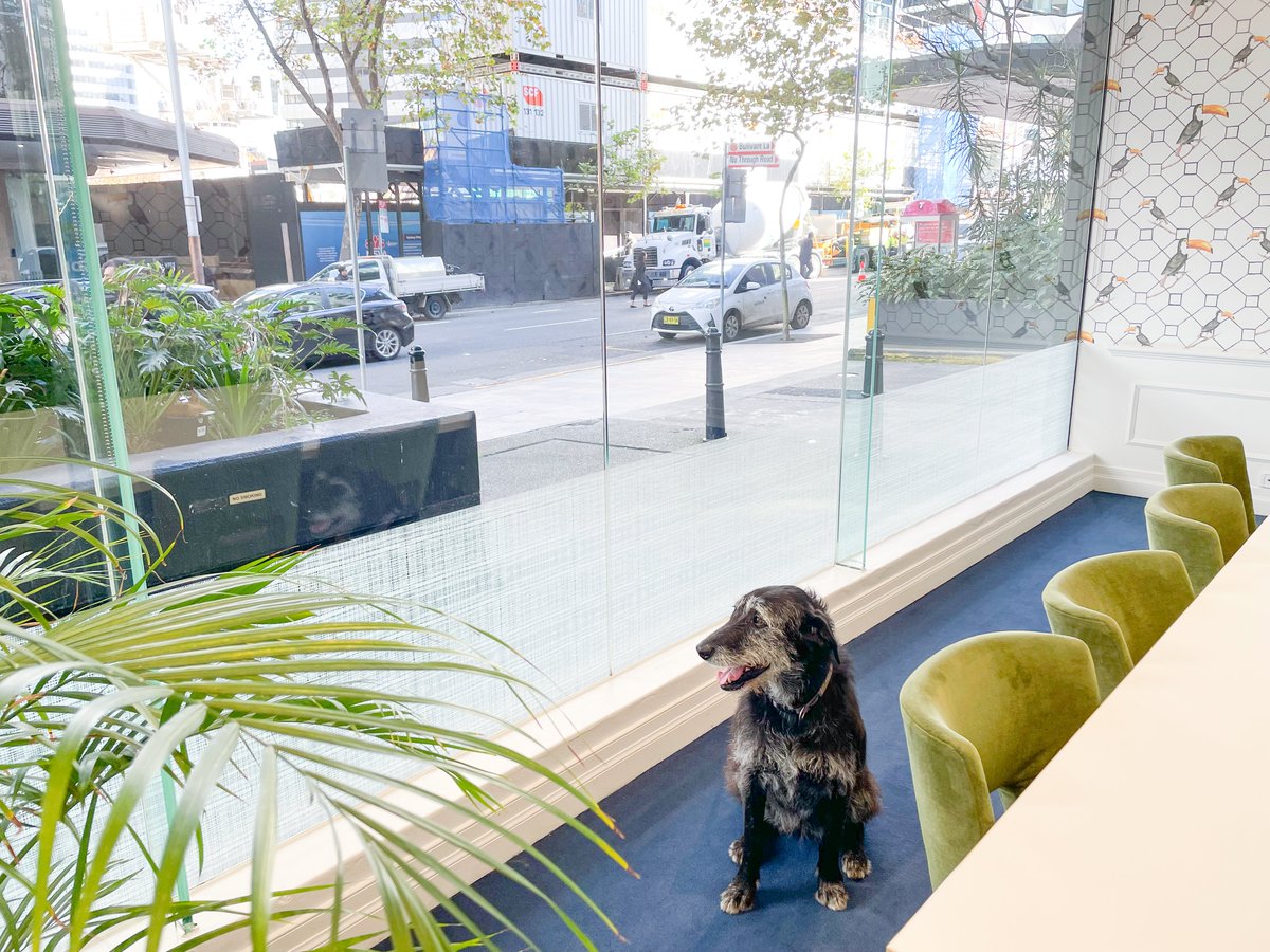 christiespaces's tweet photo. Happy Friday! Our friendly coworker Hermy is finishing off the working week by enjoying the views from our Berry St meeting rooms 🕶
#ChristieSpaces #Coworking #CoworkingSydney #DogsofCoworking #DogFriendlyOffice #HappyFriday https://t.co/on9ZFJjQJG