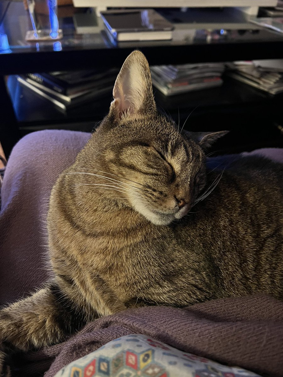 susan_salter's tweet photo. This can’t be comfortable 😺 #bellathecat #catsoftwitter https://t.co/nKuvPv3fm3