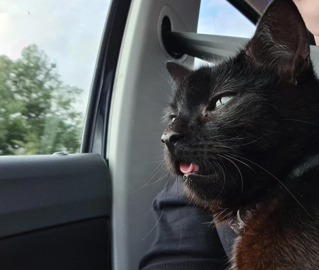 PawsitiveTales's tweet photo. Today, we're sharing the story of a very special kitty named Luna. Since being adopted by Gem, both their lives have changed hugely. This is Gem and Luna's story. 
https://t.co/DzIOWyKGHr https://t.co/bpOE6lITAd