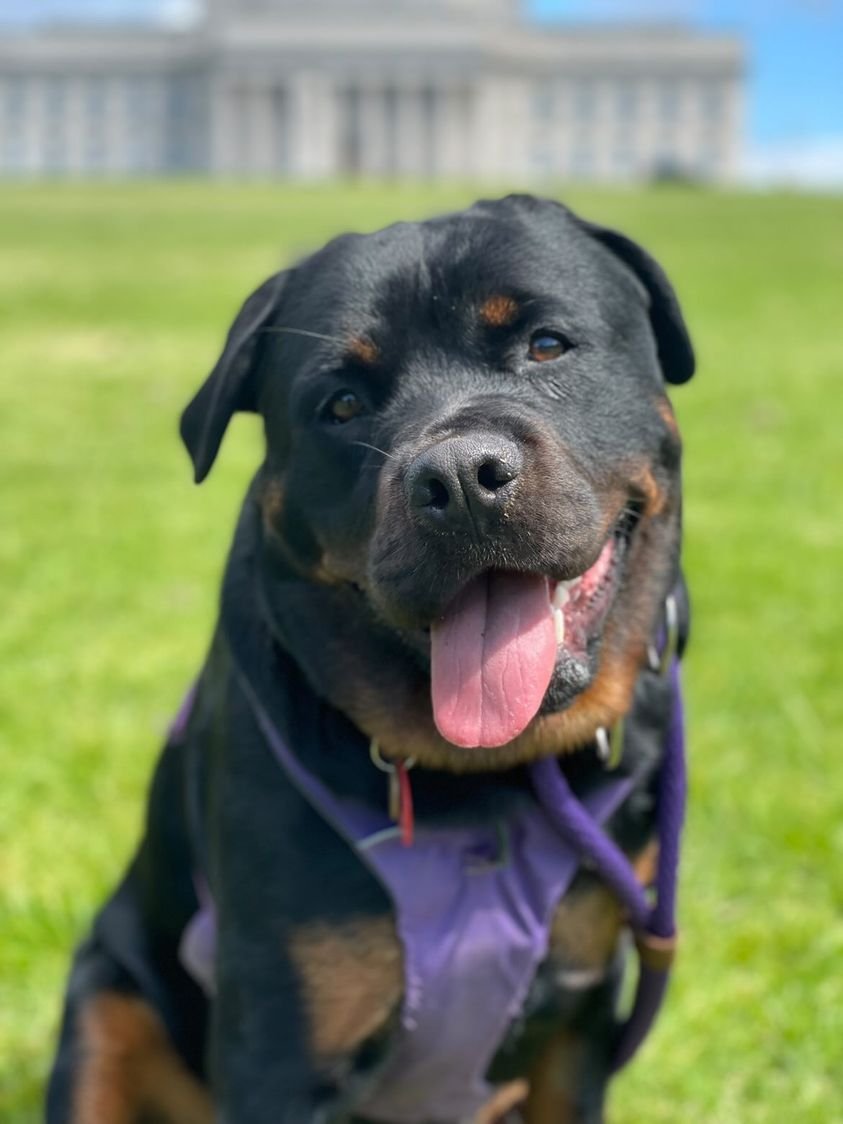 PawsitiveTales's tweet photo. Another very special story today! Kadan, a beautiful Rottweiler, was welcomed into Kim and Mary's lives almost two years ago. Since then, each day has been made brighter. This is Kim, Mary and Kadan's story.
https://t.co/NOGSAgN0HM https://t.co/yBQ3u58Li5
