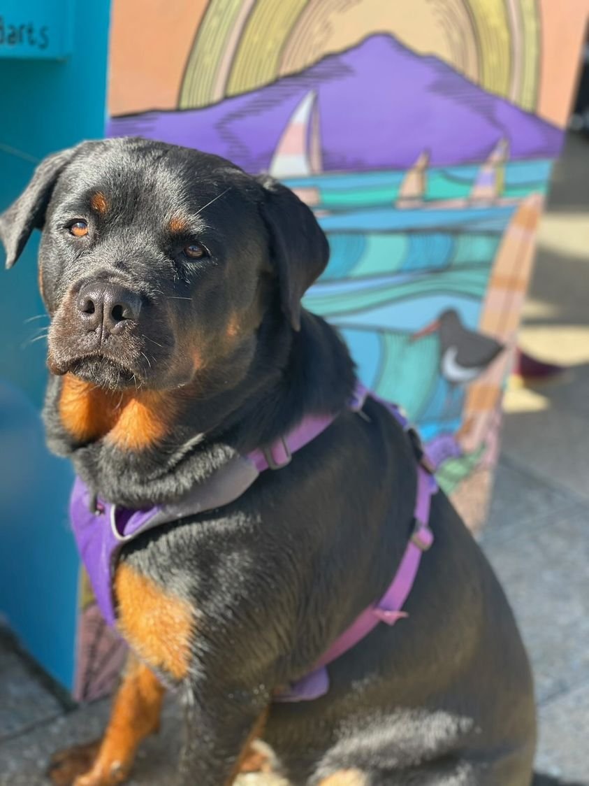 PawsitiveTales's tweet photo. Another very special story today! Kadan, a beautiful Rottweiler, was welcomed into Kim and Mary's lives almost two years ago. Since then, each day has been made brighter. This is Kim, Mary and Kadan's story.
https://t.co/NOGSAgN0HM https://t.co/yBQ3u58Li5