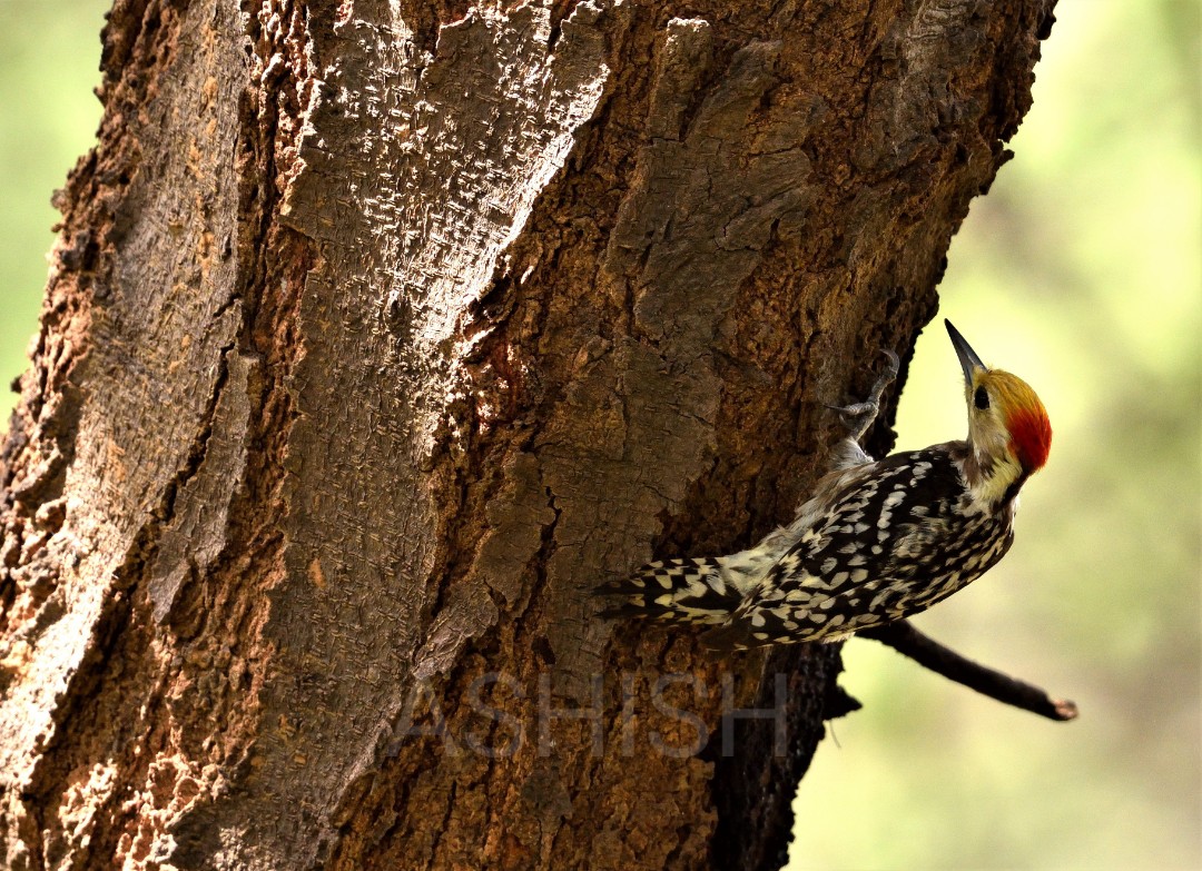 Mahratta Woodpecker pecking strong solid wood, reminds me of Maharashtra politics... #MaharashtraPoliticalTurmoil #MaharashtraPoliticalCrisis #MahaAghadiRevolt #Maharashtra #IndiAves @mieknathshinde @Dev_Fadnavis @AUThackeray #birdwatching @Zakka_Jacob