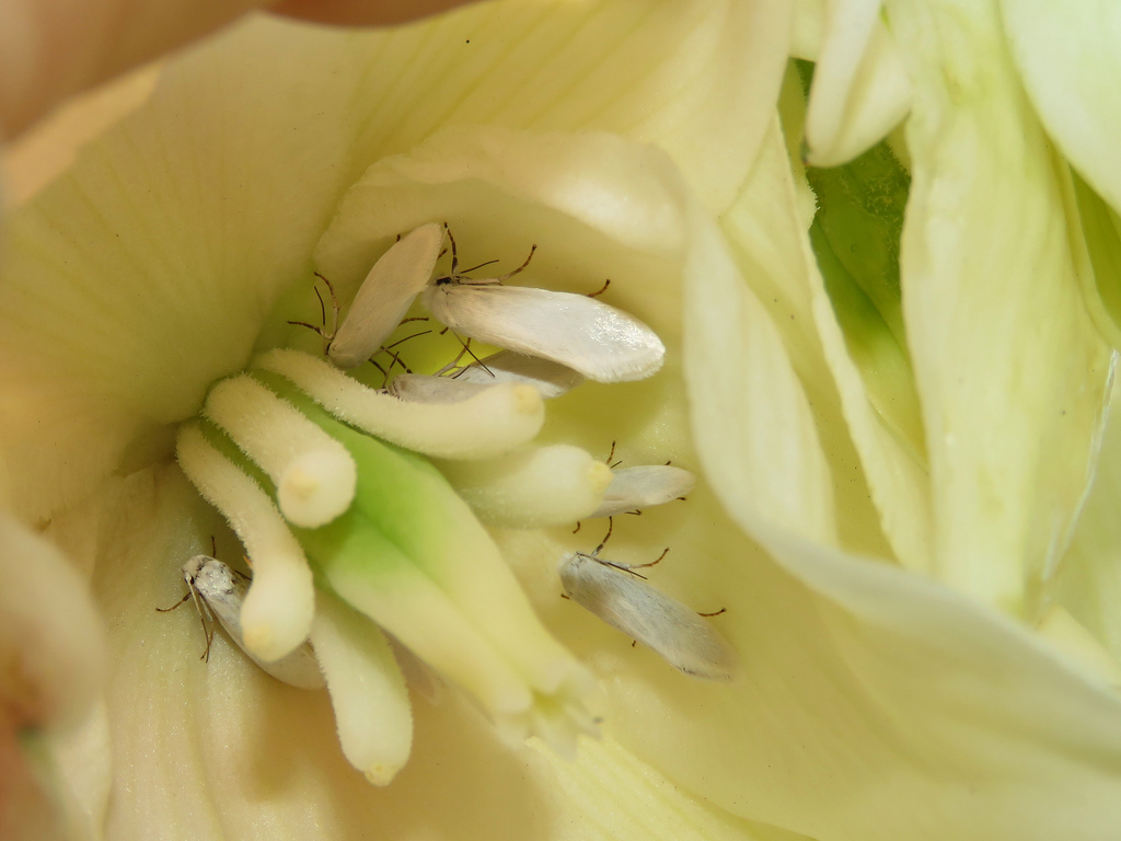 The gorgeous, green yucca plants that dot the landscapes of the Sonoran Desert are in large part pollinated by the yucca moths. These moths are specialists, meaning they rely solely on the yucca for food, safety, and housing.

#pollinatorweek #unfamiliarpollinators