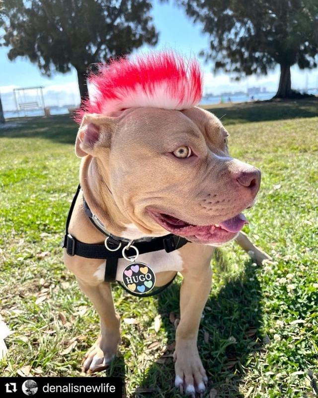 PawsitiveTales's tweet photo. Hello everyone! Are you ready for a new tale? Today, we're sharing Jill's story with her awesome business, Such A Punk Pets! This is Such A Punk Pet's story. 
https://t.co/bXjf8WEcSH https://t.co/ez51GVwupL