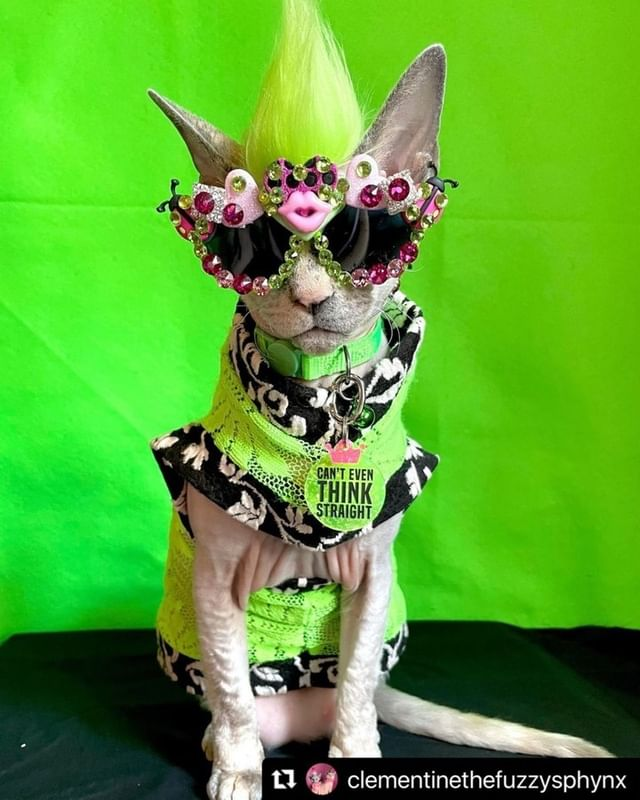 PawsitiveTales's tweet photo. Hello everyone! Are you ready for a new tale? Today, we're sharing Jill's story with her awesome business, Such A Punk Pets! This is Such A Punk Pet's story. 
https://t.co/bXjf8WEcSH https://t.co/ez51GVwupL