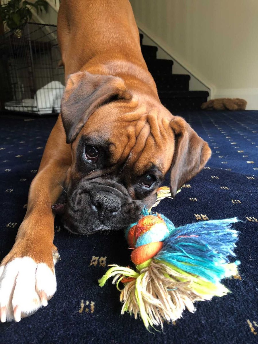 PawsitiveTales's tweet photo. Happy Friday!! Today's story focuses on Olive and how big of an impact she has had on her family. This is Olive's story. 
https://t.co/6eZvpNdKbE https://t.co/qZivZnNvwU