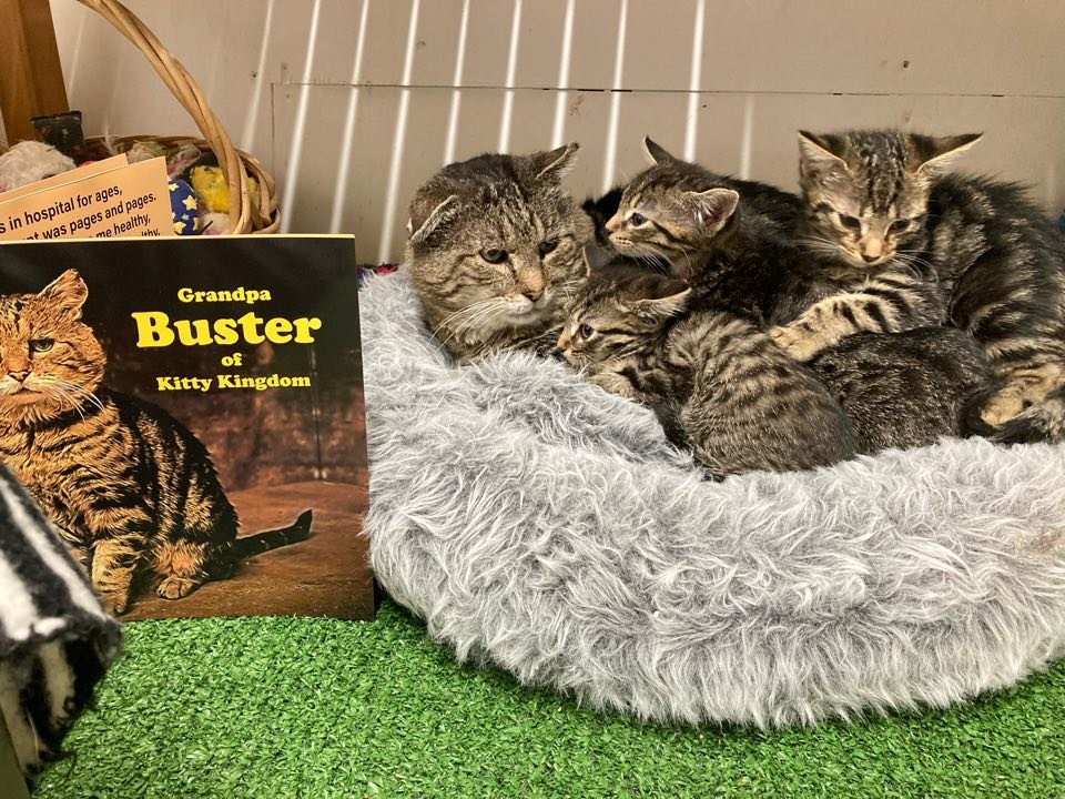 PawsitiveTales's tweet photo. Hello, furiends!! Hope you're all doing well. I'm very excited to share today's story about Alice and her lovely cat, Buster. They've been through a lot together but through it all, have helped each other through it all. This is Alice and Buster's story. 
https://t.co/pFKW0XgOyE https://t.co/BhHNJSWrz3