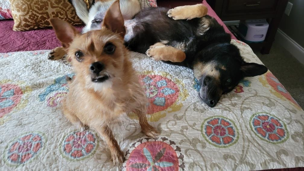 PawsitiveTales's tweet photo. I am very excited for today's story! I've been following Oscar's story for a while, so am thrilled to be able to share his story here. This is Steve, John and Oscar's story.
https://t.co/ZRWobau3RY https://t.co/tVxo3lJIxb