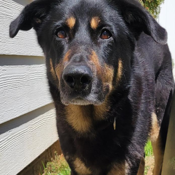 PawsitiveTales's tweet photo. I am very excited for today's story! I've been following Oscar's story for a while, so am thrilled to be able to share his story here. This is Steve, John and Oscar's story.
https://t.co/ZRWobau3RY https://t.co/tVxo3lJIxb