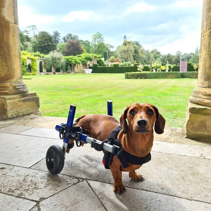 PawsitiveTales's tweet photo. Hello, friends!! Today's story is about a very special pup, Teddy. He's been through a lot, but with his human by his side, he's now thriving! This is Niqi and Teddy's story. 
https://t.co/nOuB1Gf9bY https://t.co/7ijPIdm9s4