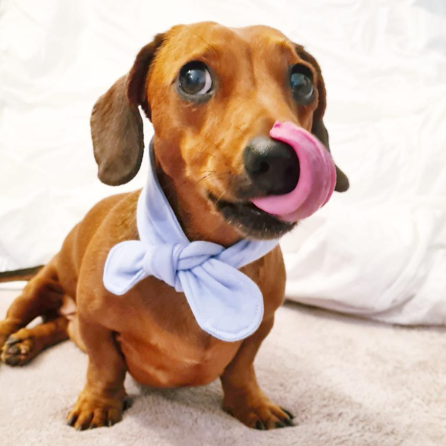 PawsitiveTales's tweet photo. Hello, friends!! Today's story is about a very special pup, Teddy. He's been through a lot, but with his human by his side, he's now thriving! This is Niqi and Teddy's story. 
https://t.co/nOuB1Gf9bY https://t.co/7ijPIdm9s4