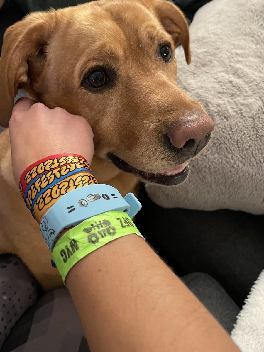 Chose the wrong goddamn dogg tonight #ShouldHaveGoneGreenToo #apefest #NFTNYC2022 <a href="/SnoopDogg/">Snoop Dogg</a>
